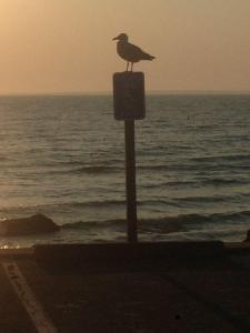One bird with the dark horizon